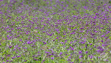 高原紫色的薰衣草3